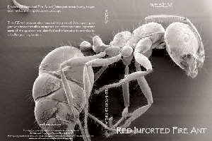 Discover Fire Ants